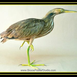 American Bittern