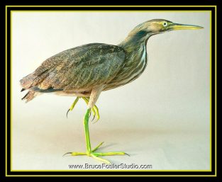 American Bittern