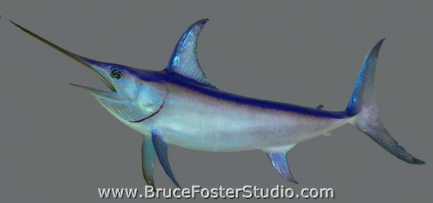 Broad Bill Swordfish